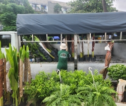 Cung Cấp Cho Thuê Cây Nội Thất - Cây Văn Phòng