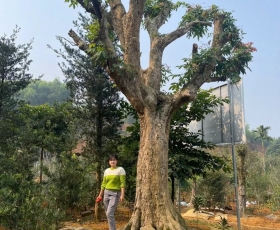 CÂY NHÃN TIÊU LONG ĐƯỜNG
