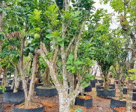 CÂY BƯỞI DA XANH