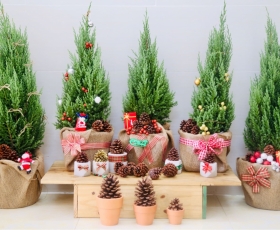 Cây Tùng Thơm (Tùng Hương)