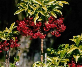 Cây Kim Ngân Lượng