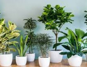 Top Cây Xanh Văn Phòng Vừa Đẹp Vừa Dễ Chăm