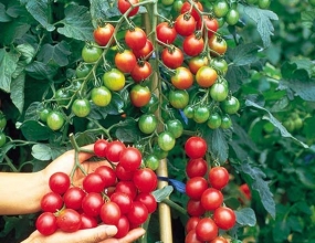 Thành thạo 3 cách trồng cà chua bi trong thùng xốp ngay tại nhà