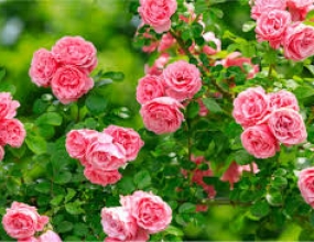 11 Loại bệnh của hoa hồng thường gặp nhất