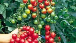 Thành thạo 3 cách trồng cà chua bi trong thùng xốp ngay tại nhà