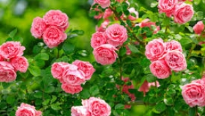 11 Loại bệnh của hoa hồng thường gặp nhất