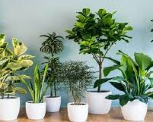 Top Cây Xanh Văn Phòng Vừa Đẹp Vừa Dễ Chăm