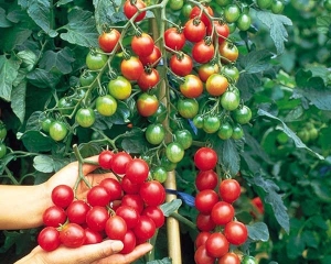 Thành thạo 3 cách trồng cà chua bi trong thùng xốp ngay tại nhà