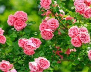 11 Loại bệnh của hoa hồng thường gặp nhất